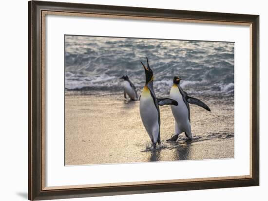 King Penguins (Aptenodytes Patagonicus) Returning from the Sea at Gold Harbour, Polar Regions-Michael Nolan-Framed Photographic Print