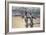 King Penguins (Aptenodytes Patagonicus) Returning from the Sea at Gold Harbour, Polar Regions-Michael Nolan-Framed Photographic Print