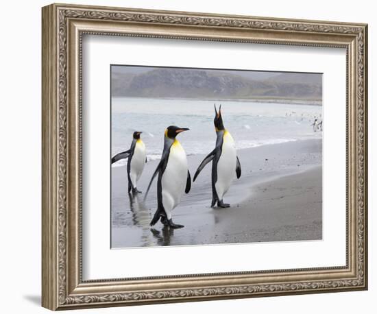 King Penguins (Aptenodytes Patagonicus), Salisbury Plain, South Georgia, Antarctic, Polar Regions-Thorsten Milse-Framed Photographic Print