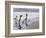 King Penguins (Aptenodytes Patagonicus), Salisbury Plain, South Georgia, Antarctic, Polar Regions-Thorsten Milse-Framed Photographic Print