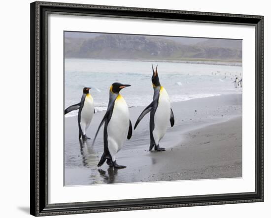 King Penguins (Aptenodytes Patagonicus), Salisbury Plain, South Georgia, Antarctic, Polar Regions-Thorsten Milse-Framed Photographic Print