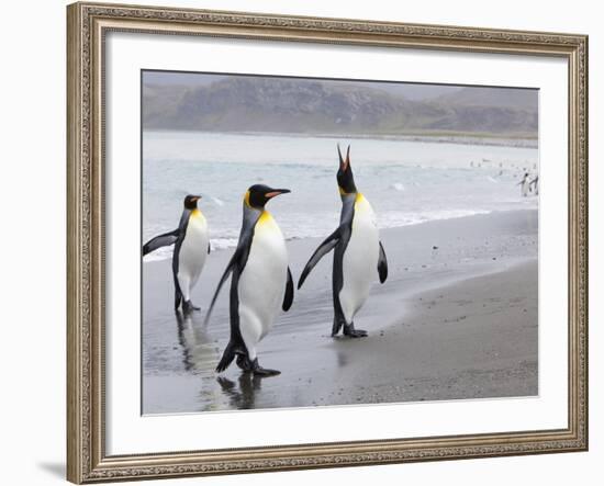 King Penguins (Aptenodytes Patagonicus), Salisbury Plain, South Georgia, Antarctic, Polar Regions-Thorsten Milse-Framed Photographic Print