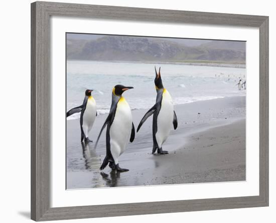 King Penguins (Aptenodytes Patagonicus), Salisbury Plain, South Georgia, Antarctic, Polar Regions-Thorsten Milse-Framed Photographic Print