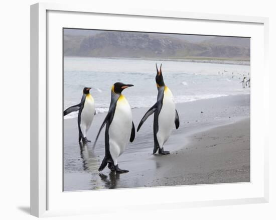 King Penguins (Aptenodytes Patagonicus), Salisbury Plain, South Georgia, Antarctic, Polar Regions-Thorsten Milse-Framed Photographic Print