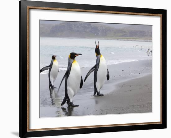 King Penguins (Aptenodytes Patagonicus), Salisbury Plain, South Georgia, Antarctic, Polar Regions-Thorsten Milse-Framed Photographic Print