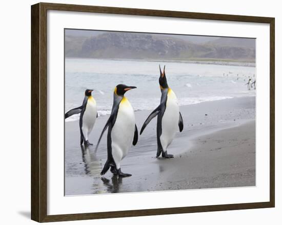 King Penguins (Aptenodytes Patagonicus), Salisbury Plain, South Georgia, Antarctic, Polar Regions-Thorsten Milse-Framed Photographic Print