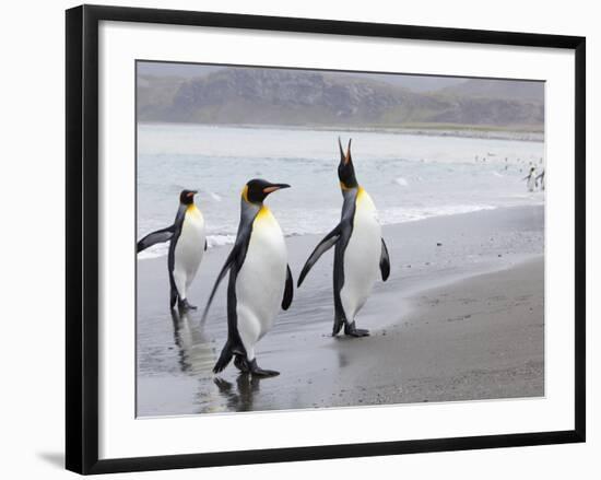 King Penguins (Aptenodytes Patagonicus), Salisbury Plain, South Georgia, Antarctic, Polar Regions-Thorsten Milse-Framed Photographic Print