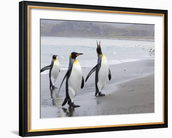 King Penguins (Aptenodytes Patagonicus), Salisbury Plain, South Georgia, Antarctic, Polar Regions-Thorsten Milse-Framed Photographic Print