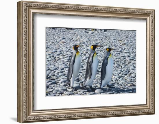 King penguins (Aptenodytes patagonicus), Salisbury Plain, South Georgia, Antarctica, Polar Regions-Michael Runkel-Framed Photographic Print