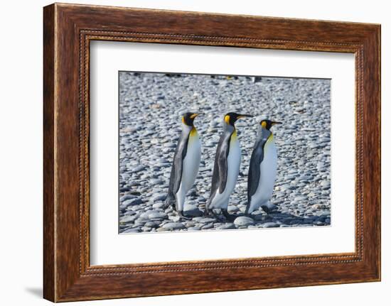 King penguins (Aptenodytes patagonicus), Salisbury Plain, South Georgia, Antarctica, Polar Regions-Michael Runkel-Framed Photographic Print