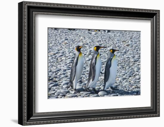 King penguins (Aptenodytes patagonicus), Salisbury Plain, South Georgia, Antarctica, Polar Regions-Michael Runkel-Framed Photographic Print