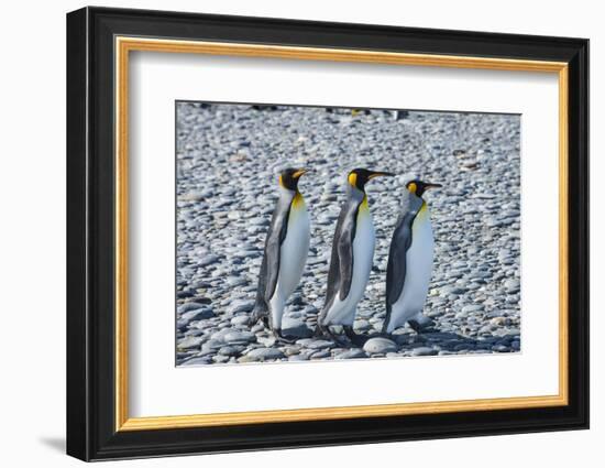 King penguins (Aptenodytes patagonicus), Salisbury Plain, South Georgia, Antarctica, Polar Regions-Michael Runkel-Framed Photographic Print