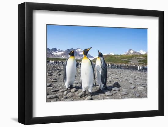 King penguins (Aptenodytes patagonicus), Salisbury Plain, South Georgia, Antarctica, Polar Regions-Michael Runkel-Framed Photographic Print