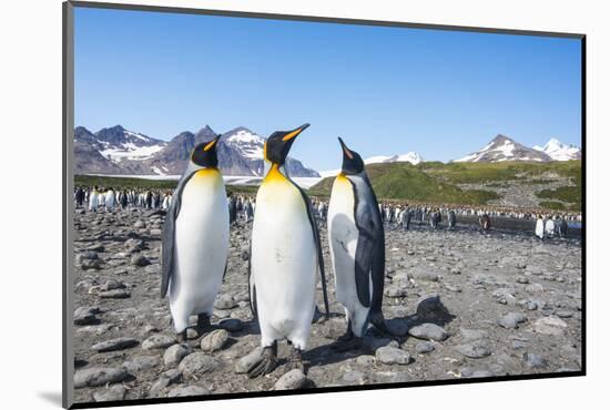 King penguins (Aptenodytes patagonicus), Salisbury Plain, South Georgia, Antarctica, Polar Regions-Michael Runkel-Mounted Photographic Print
