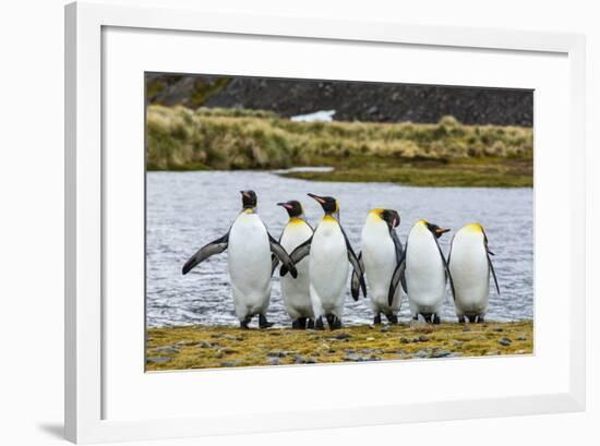 King Penguins (Aptenodytes Patagonicus)-Michael Nolan-Framed Photographic Print