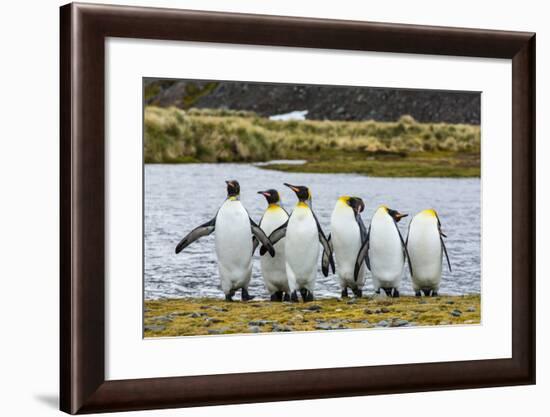 King Penguins (Aptenodytes Patagonicus)-Michael Nolan-Framed Photographic Print