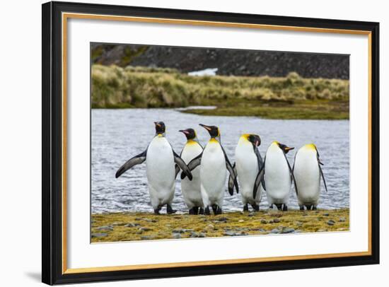 King Penguins (Aptenodytes Patagonicus)-Michael Nolan-Framed Photographic Print