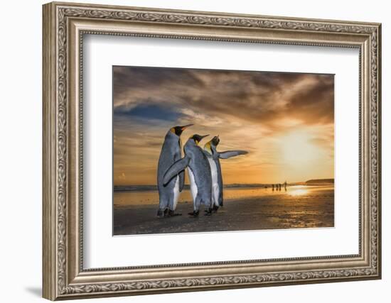 King penguins at sunrise, Falklands Islands-Wim van den Heever-Framed Photographic Print