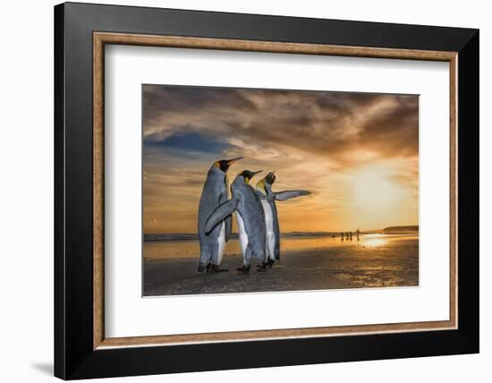 King penguins at sunrise, Falklands Islands-Wim van den Heever-Framed Photographic Print