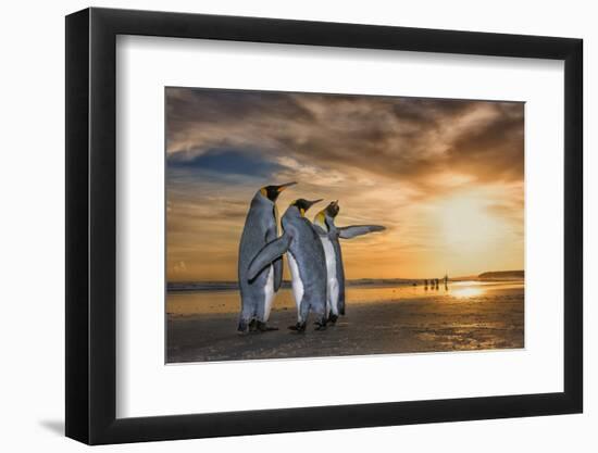 King penguins at sunrise, Falklands Islands-Wim van den Heever-Framed Photographic Print