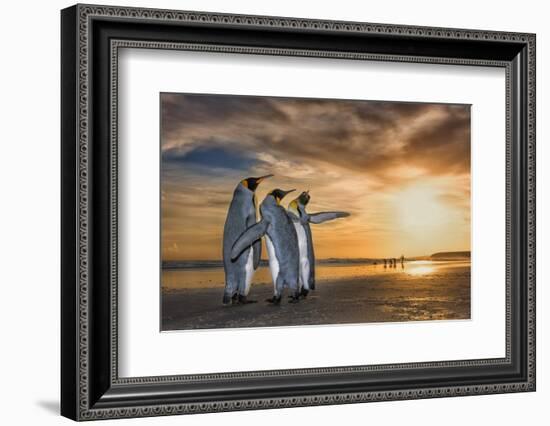 King penguins at sunrise, Falklands Islands-Wim van den Heever-Framed Photographic Print