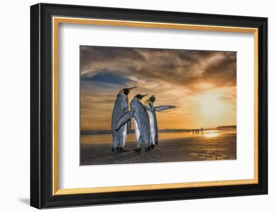 King penguins at sunrise, Falklands Islands-Wim van den Heever-Framed Photographic Print