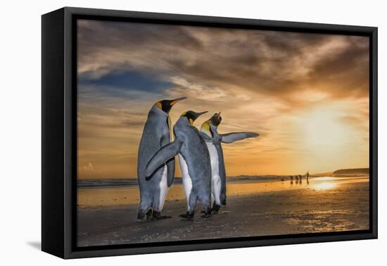 King penguins at sunrise, Falklands Islands-Wim van den Heever-Framed Premier Image Canvas