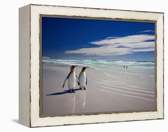 King Penguins At Volunteer Point On The Falkland Islands-Neale Cousland-Framed Premier Image Canvas