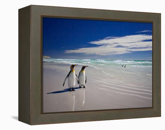 King Penguins At Volunteer Point On The Falkland Islands-Neale Cousland-Framed Premier Image Canvas