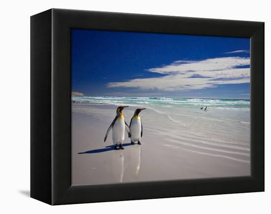 King Penguins At Volunteer Point On The Falkland Islands-Neale Cousland-Framed Premier Image Canvas