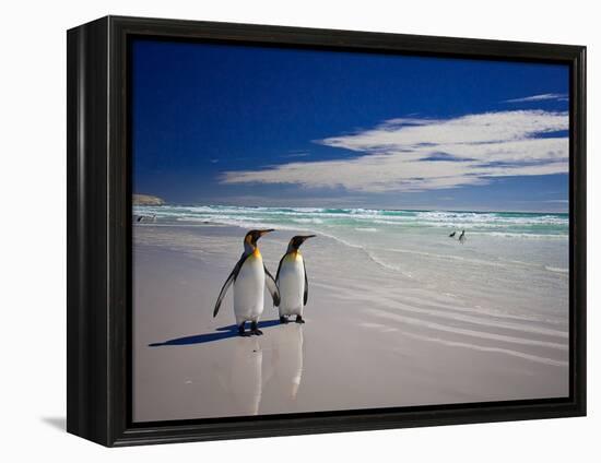 King Penguins At Volunteer Point On The Falkland Islands-Neale Cousland-Framed Premier Image Canvas