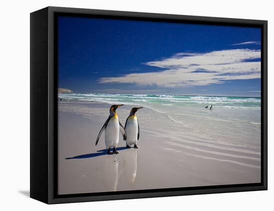 King Penguins At Volunteer Point On The Falkland Islands-Neale Cousland-Framed Premier Image Canvas