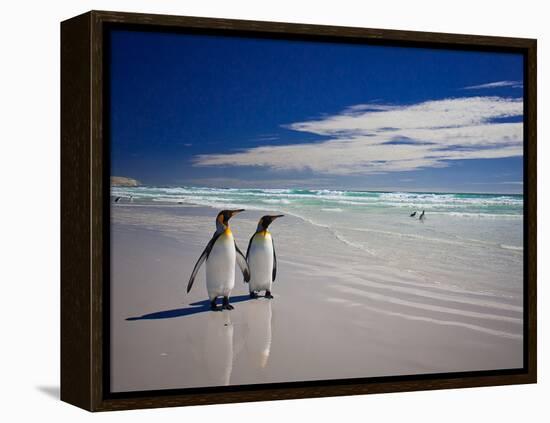 King Penguins At Volunteer Point On The Falkland Islands-Neale Cousland-Framed Premier Image Canvas