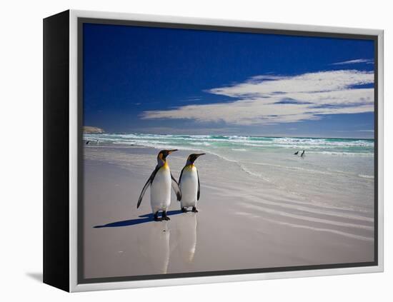 King Penguins At Volunteer Point On The Falkland Islands-Neale Cousland-Framed Premier Image Canvas