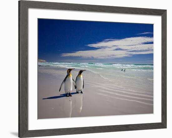 King Penguins At Volunteer Point On The Falkland Islands-Neale Cousland-Framed Photographic Print