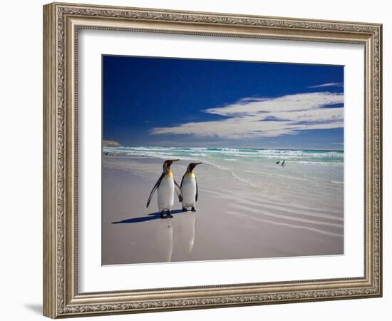 King Penguins At Volunteer Point On The Falkland Islands-Neale Cousland-Framed Photographic Print