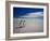 King Penguins At Volunteer Point On The Falkland Islands-Neale Cousland-Framed Photographic Print