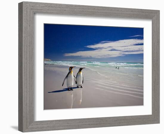 King Penguins At Volunteer Point On The Falkland Islands-Neale Cousland-Framed Photographic Print