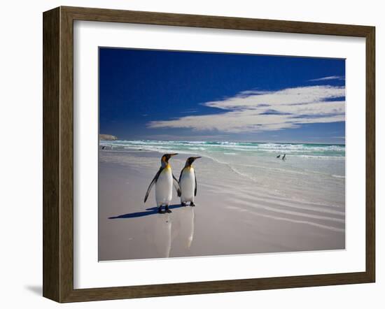 King Penguins At Volunteer Point On The Falkland Islands-Neale Cousland-Framed Photographic Print