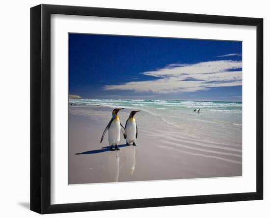 King Penguins At Volunteer Point On The Falkland Islands-Neale Cousland-Framed Photographic Print