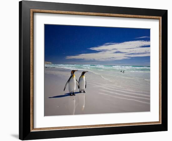 King Penguins At Volunteer Point On The Falkland Islands-Neale Cousland-Framed Photographic Print