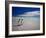 King Penguins At Volunteer Point On The Falkland Islands-Neale Cousland-Framed Photographic Print