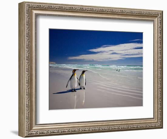 King Penguins At Volunteer Point On The Falkland Islands-Neale Cousland-Framed Photographic Print