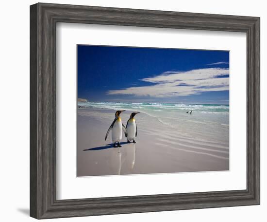 King Penguins At Volunteer Point On The Falkland Islands-Neale Cousland-Framed Photographic Print