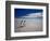 King Penguins At Volunteer Point On The Falkland Islands-Neale Cousland-Framed Photographic Print