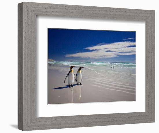 King Penguins At Volunteer Point On The Falkland Islands-Neale Cousland-Framed Photographic Print