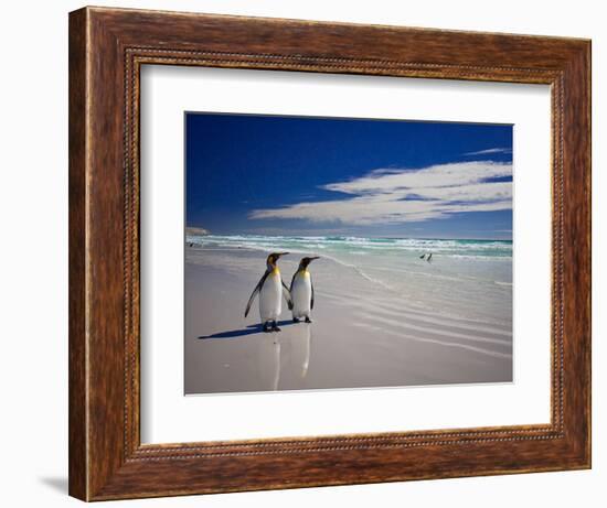 King Penguins At Volunteer Point On The Falkland Islands-Neale Cousland-Framed Photographic Print