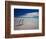 King Penguins At Volunteer Point On The Falkland Islands-Neale Cousland-Framed Photographic Print