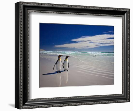 King Penguins At Volunteer Point On The Falkland Islands-Neale Cousland-Framed Photographic Print