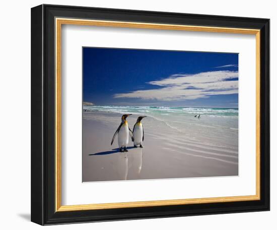 King Penguins At Volunteer Point On The Falkland Islands-Neale Cousland-Framed Photographic Print